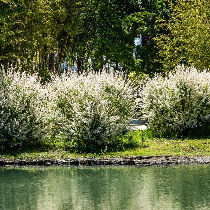 Vízpartokon csökkenti a talajeróziót a Salix integra Hakuro-Nishiki.