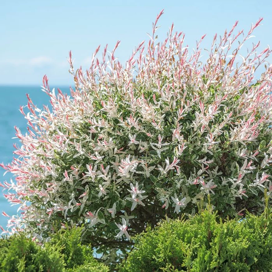 Gömb habitusú Salix integra Hakuro-Nishiki.