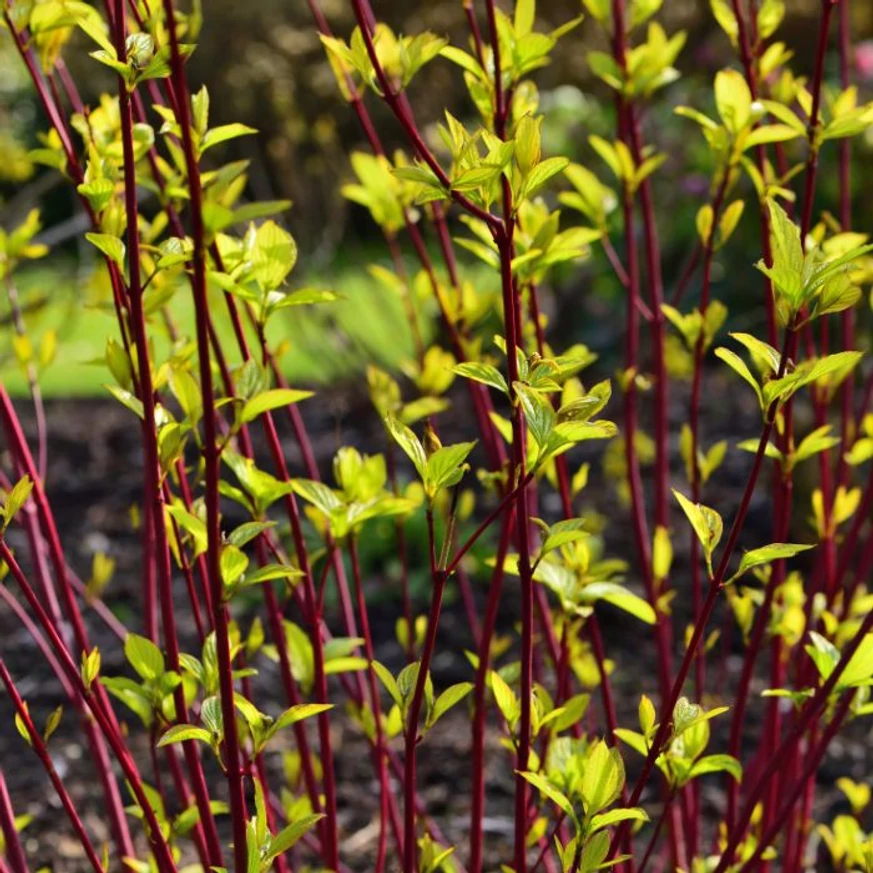 Felfele törő, vörös hajtásokat nevel a Cornus alba Gouchaultii. 