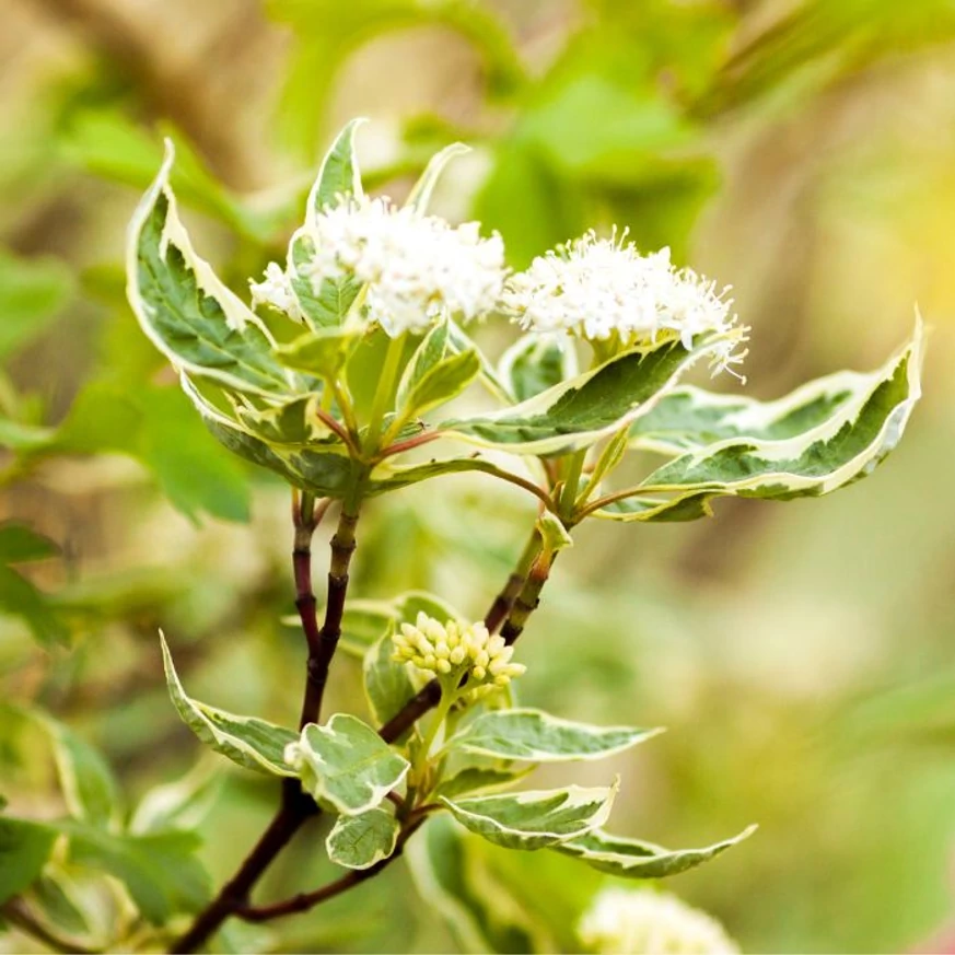 A Cornus alba Gouchaultii fehér bogernyő virága, sárgatarka levelei és vörös vesszője.