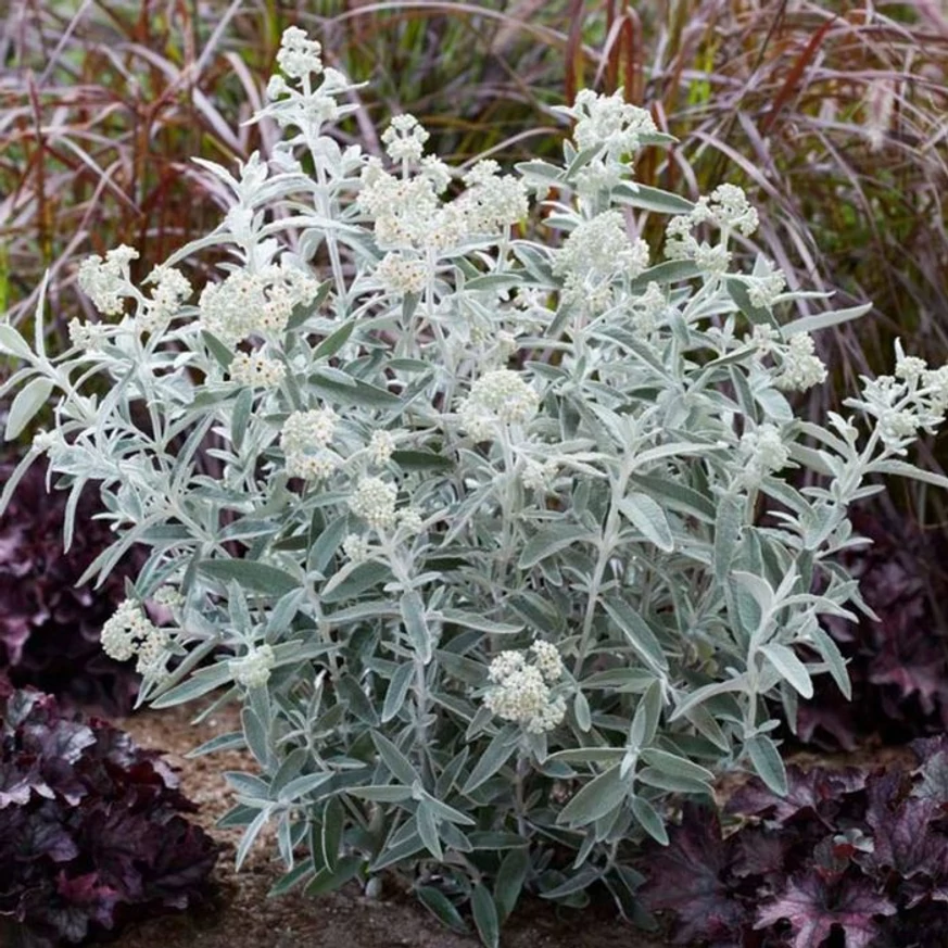 Ezüstfehér nyári orgona habitusa virágzáskor.