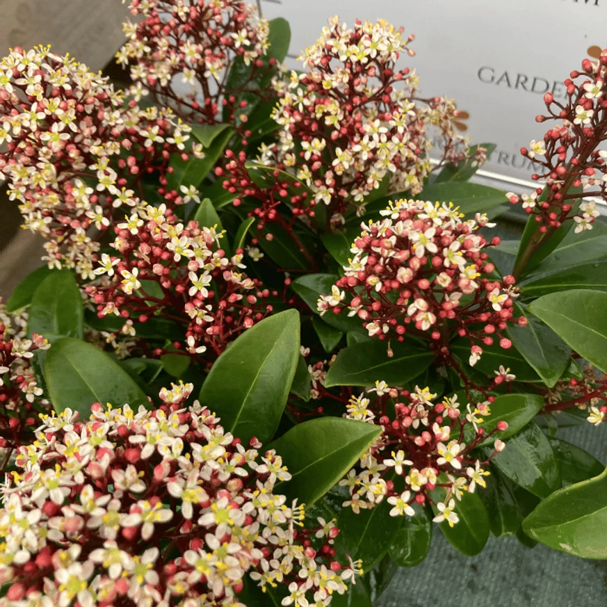 A Skimmia japonica virágai bódítóan illatosak.
