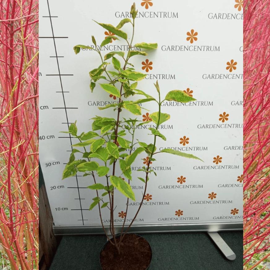 Cornus alba Spaethii K2 - Tarka levelű fehér som