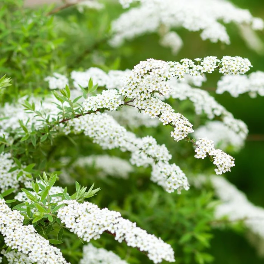 Spiraea cinerea Grefsheim hamvas gyöngyvessző bókoló hajtásait fehér virágok borítják.