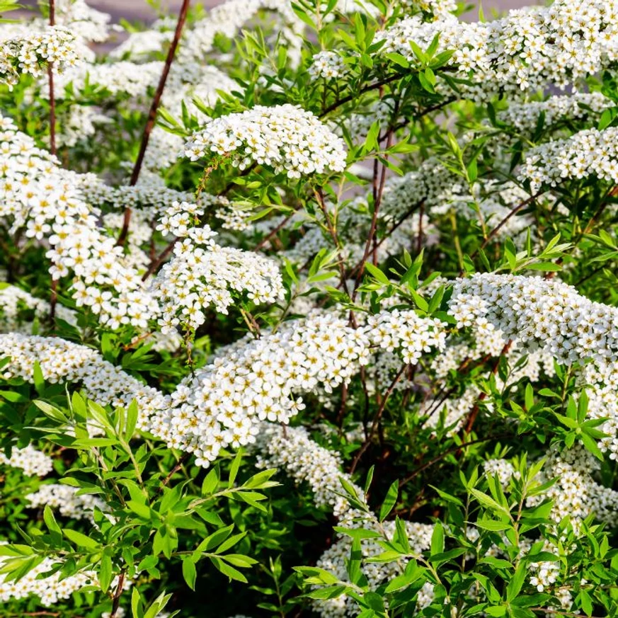 Spiraea cinerea Grefsheim díszcserje tavaszi virágpompában.