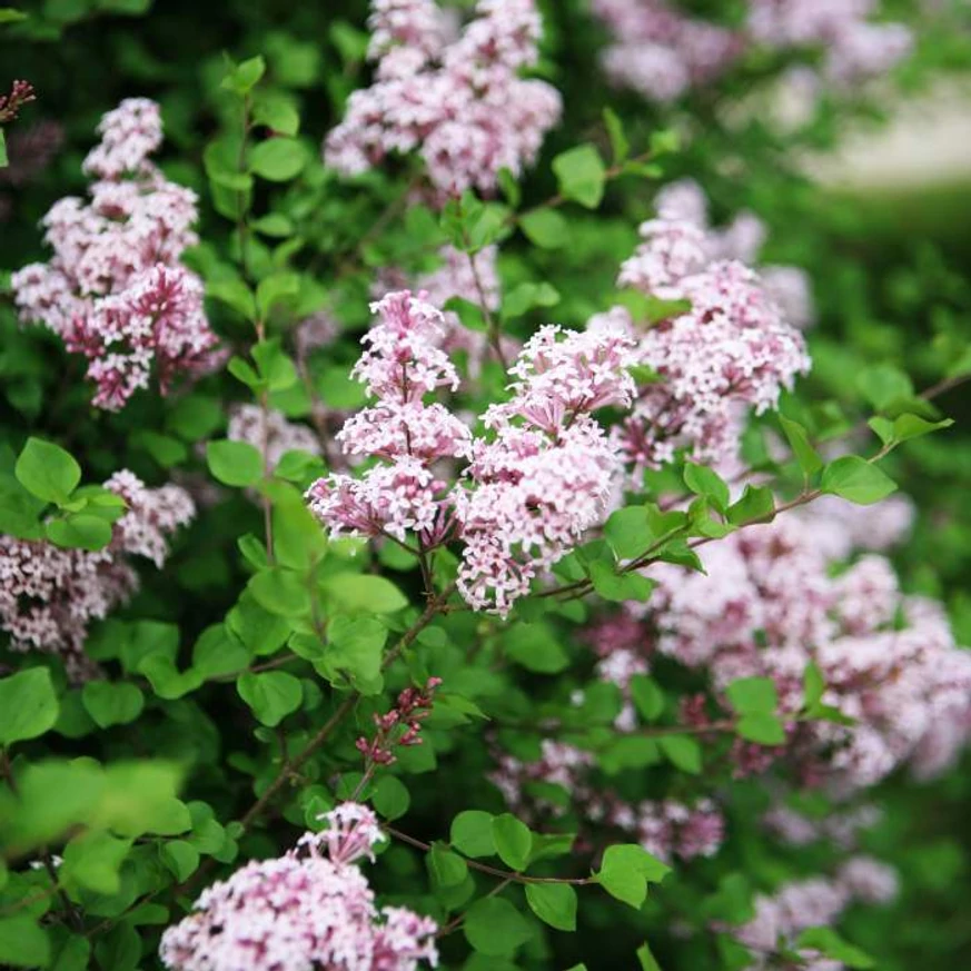 A Syringa meyeri Palibin orgona virágzása.