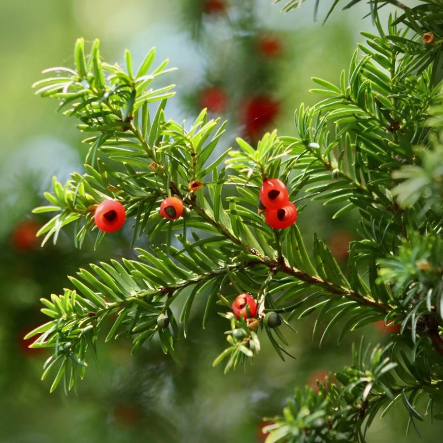 A női Taxus baccata egyedek piros magköpenyű terméseikkel is díszíteni tudnak.