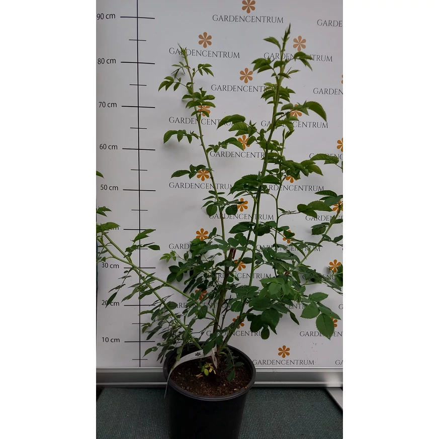 Rosa canina K2 - Vadrózsa