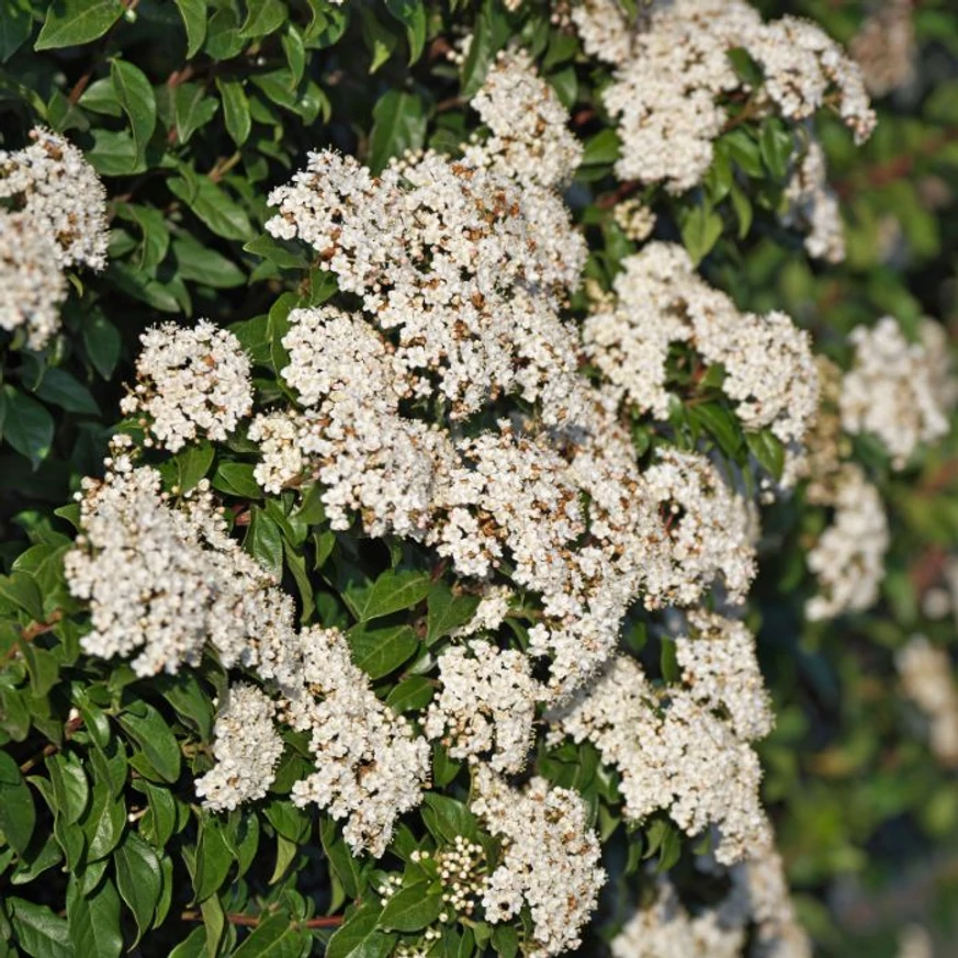 Teljes virágzásban a Viburnum Tinus, téli bangita.