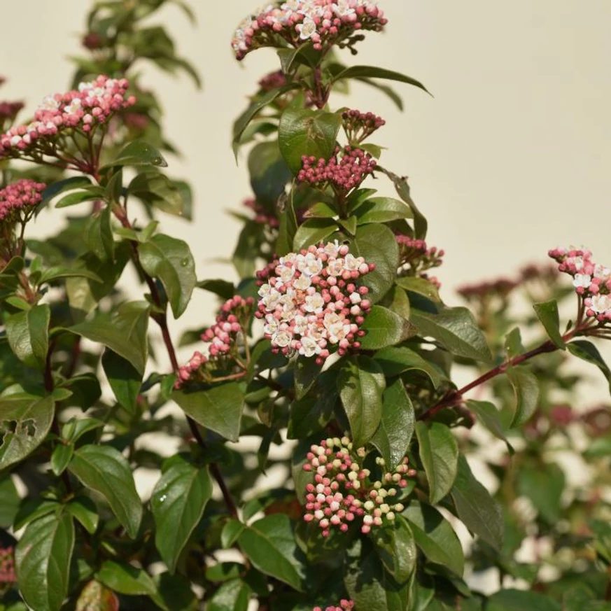 Viburnum Tinus K4 - Téli bangita