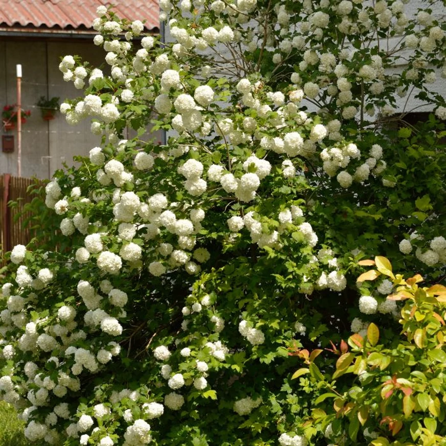 Viburnum opulus Roseum cserje kifejlett mérete és virágzása.
