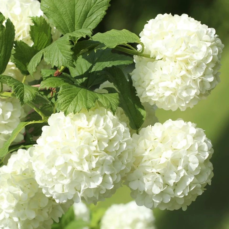 Viburnum opulus Roseum labdarózsa hivalkodóan szép fehér virágai.