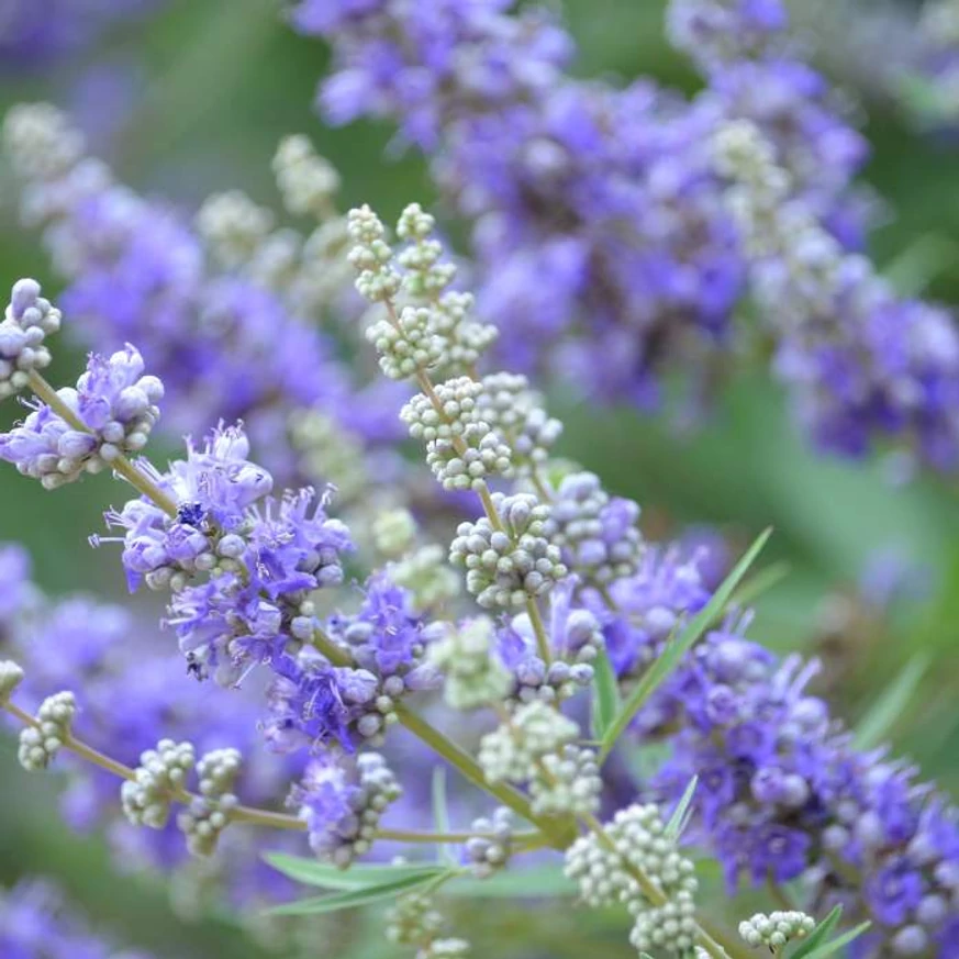 A Vitex agnus-castus kék virágai.