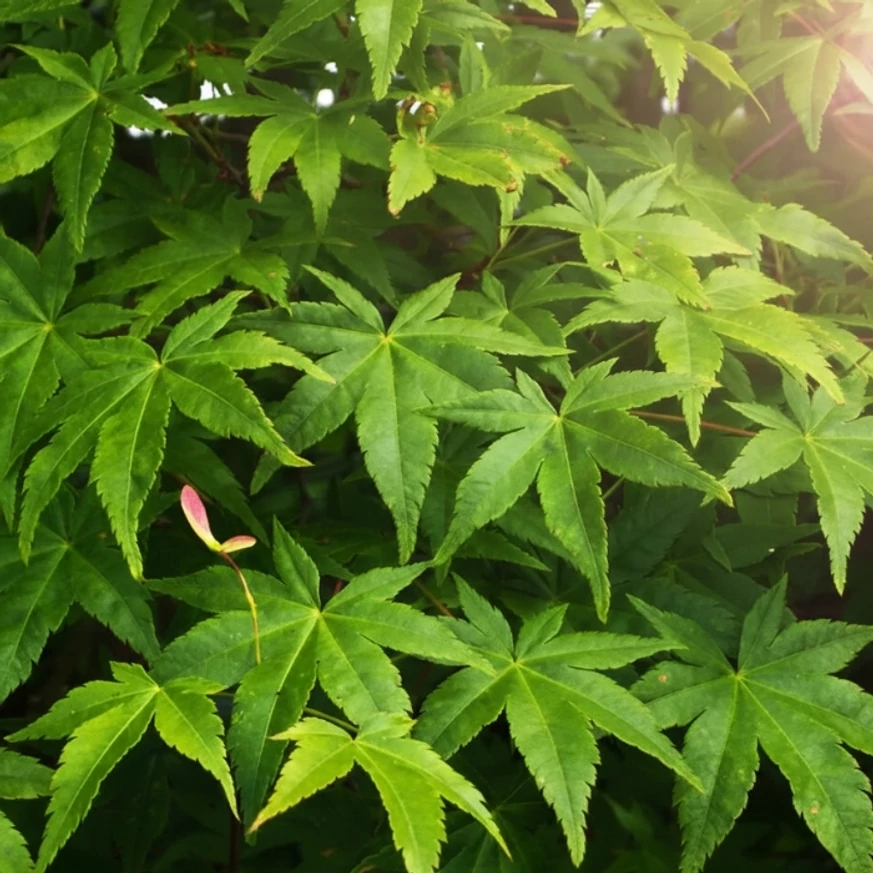 Japán juhar üde zöld levelei. 