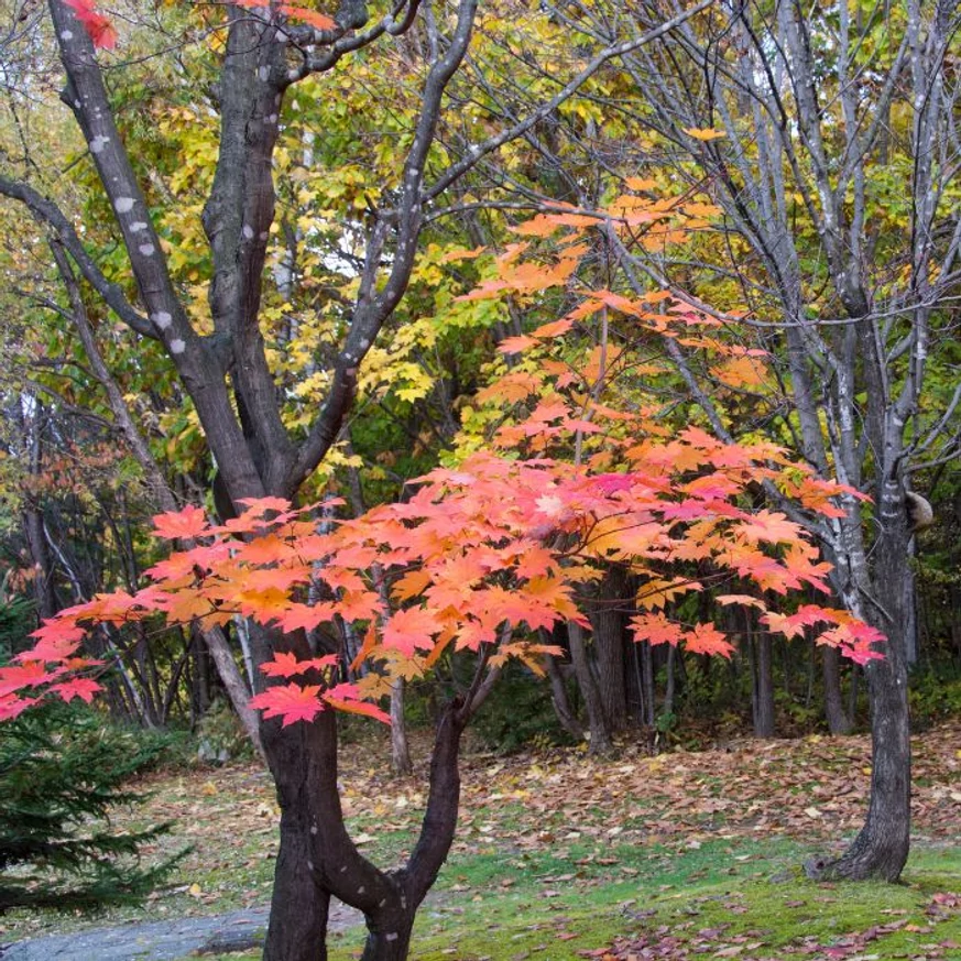 Az Acer palmatum Orange Dream őszi lombszíne. 