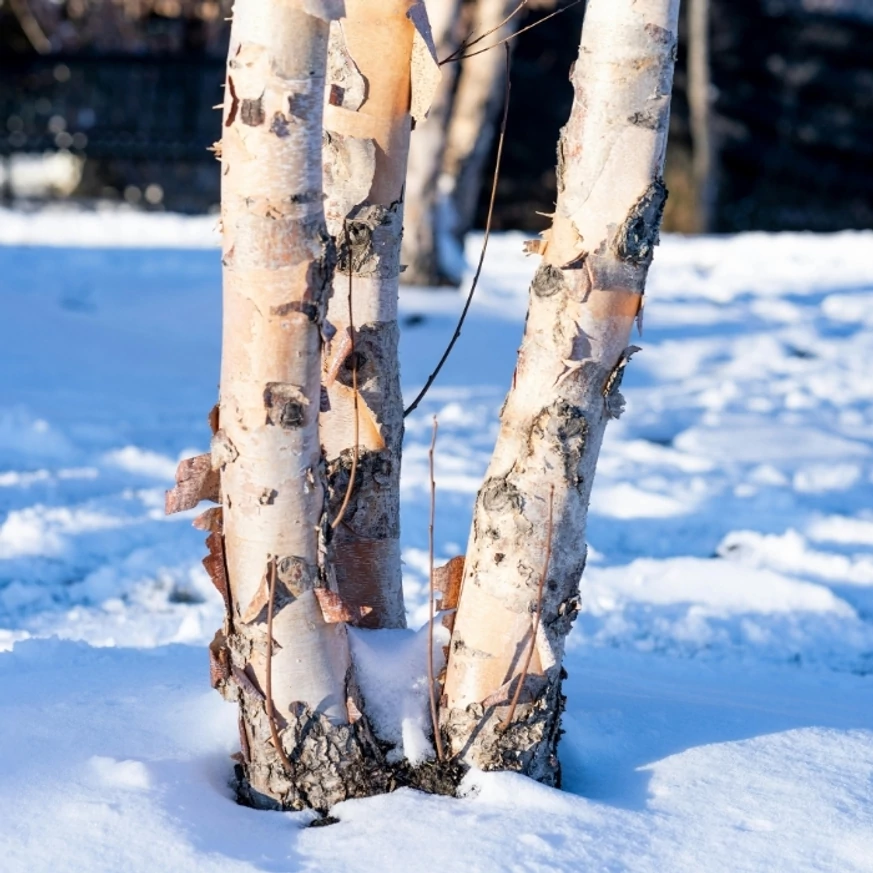 A hiamlájai nyír lehámló gefér törzse. 