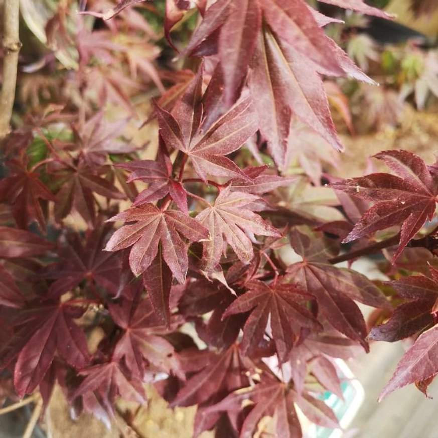 Acer palmatum Atropurpureum - Bordó levelű japán juhar