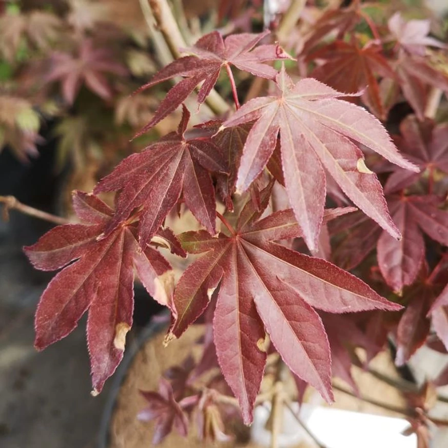 Bordó lombozatával díszít az Atropurpureum japán juhar.