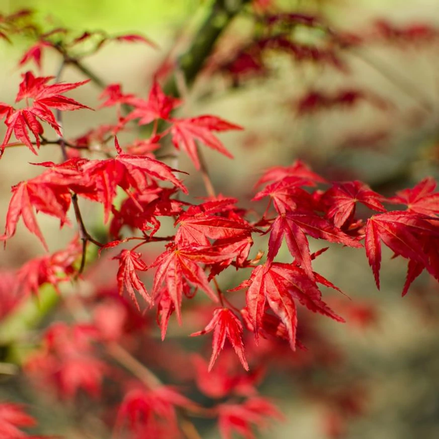 Acer palmatum Beni-Maiko élénk piros levelei. 
