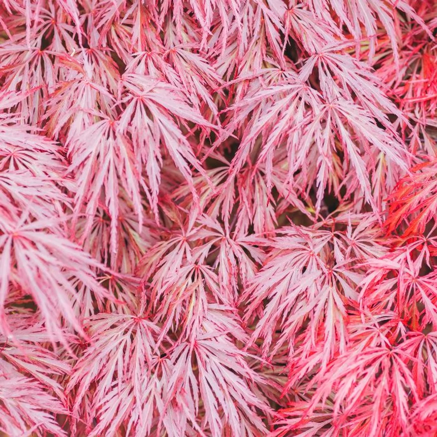 A Crimson Queen japán juhar lilásbordó lombszínével díszít egész nyáron.