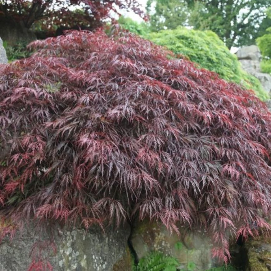 Inaba-Shidare japán juhar habitusa.