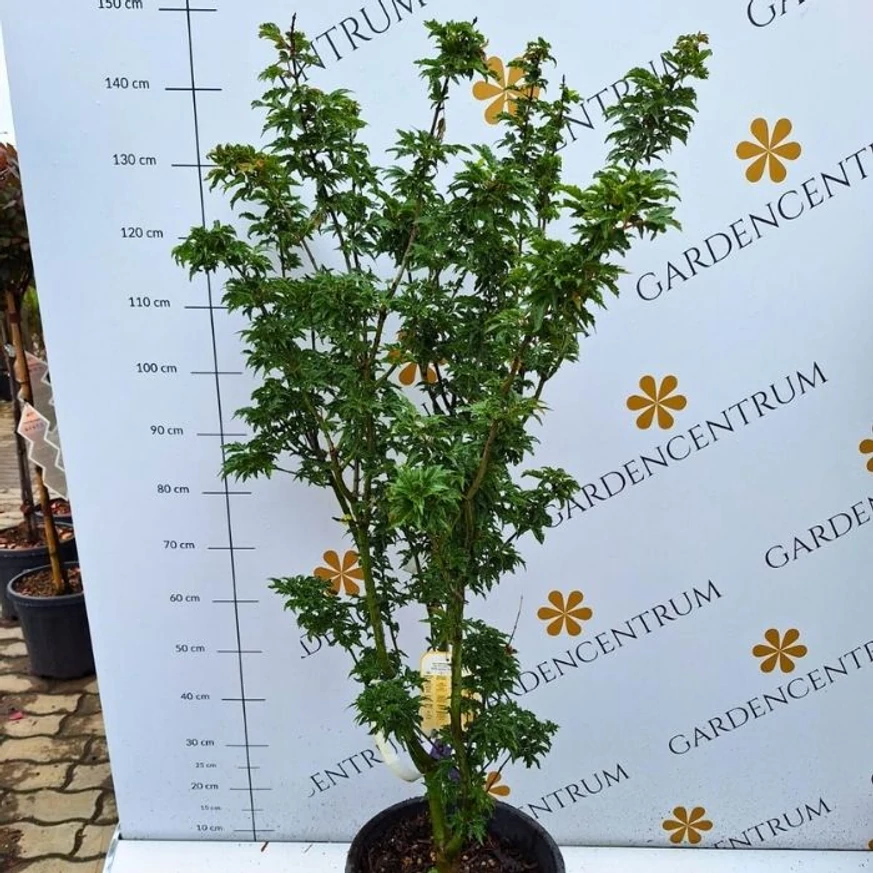 Acer palmatum Shishigashira májusi állapota kertészetünkben.
