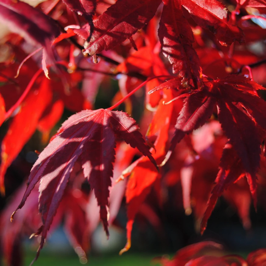 Acer palmatum Atropurpureum - Bonsai japán juhar