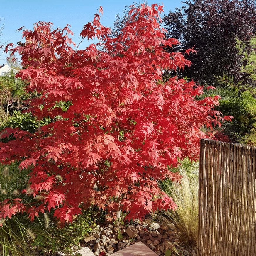 Acer palmatum Atropurpureum - Bonsai japán juhar