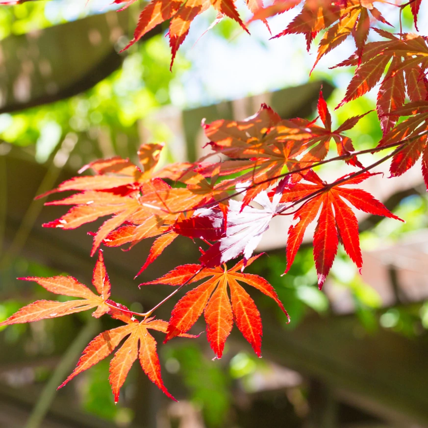 Egészen késő őszig díszíti kertünket az Atropurpureum japán juhar.