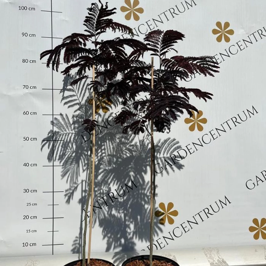 Albizia julibrissin Summer Chocolate - Csoki selyemakác