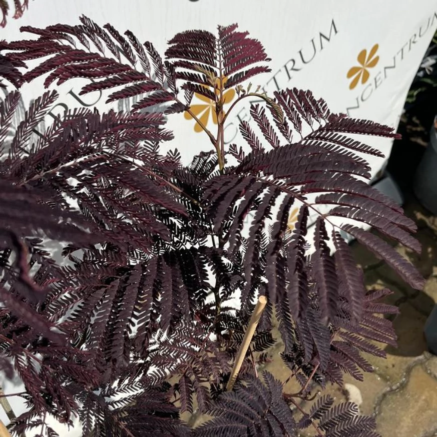 Albizia julibrissin Summer Chocolate - Csoki selyemakác