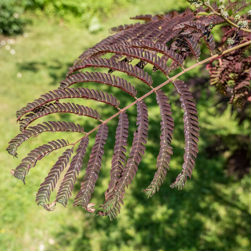 Az Albizia julibrissin csüngő selyemakác bármilyen talajon jól megél.