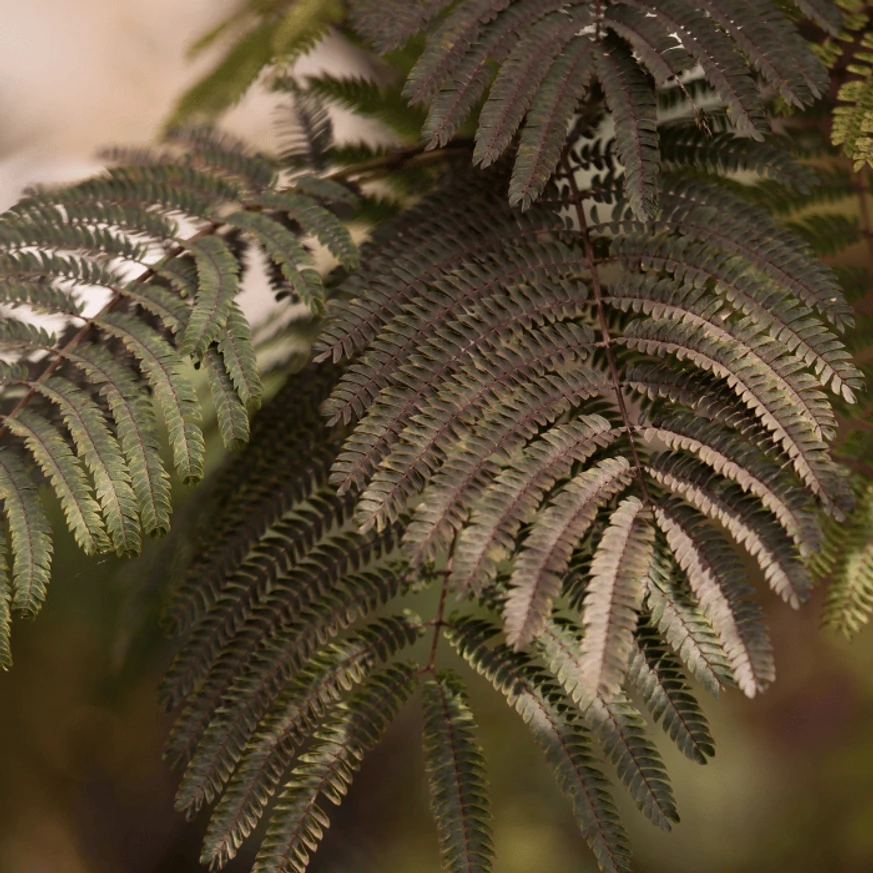 Albizia julibrissin Summer Chocolate - Csoki selyemakác