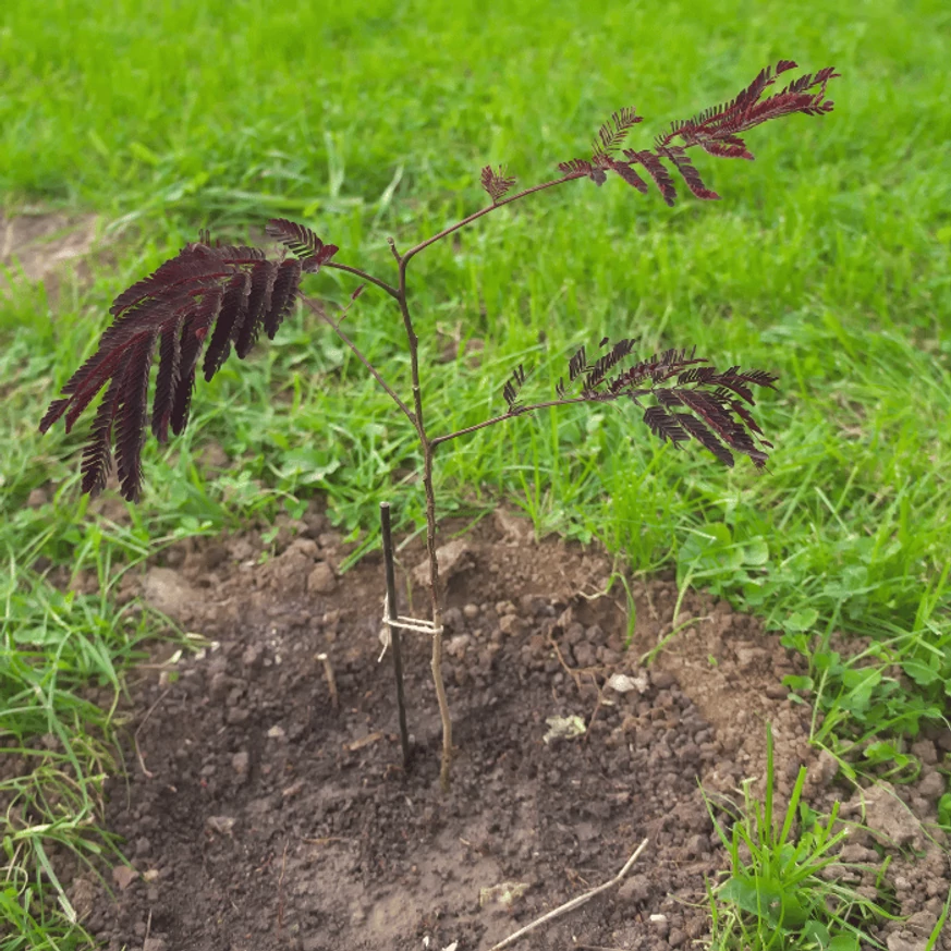 Albizia julibrissin Summer Chocolate - Csoki selyemakác