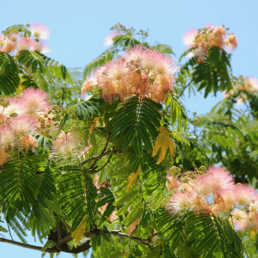 Albizia julibrissin selyemakác virágzsákor