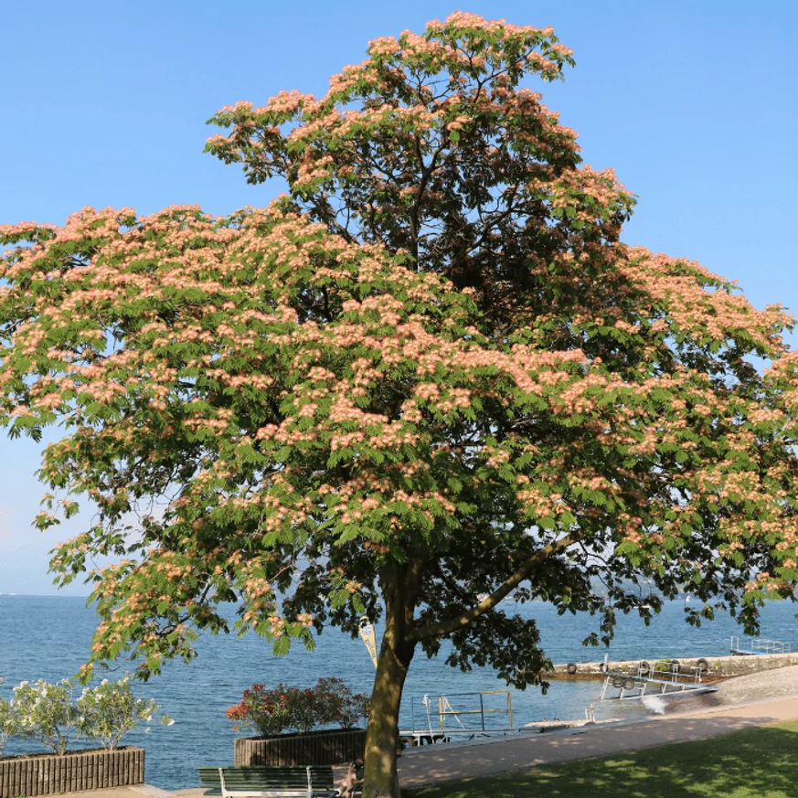 Albizia julibrissin K2 - Selyemakác