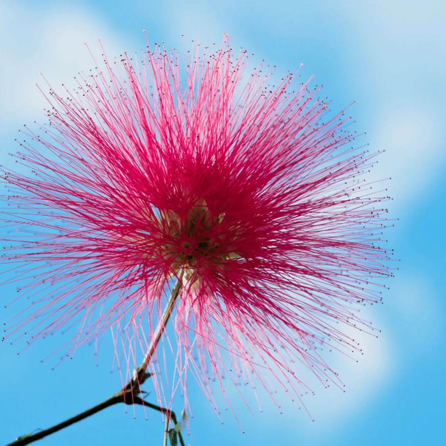 Albizia julibrissin K2 - Selyemakác