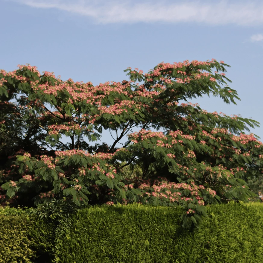 Selyemakác, Albizia julibrissin  koronaforma látképe