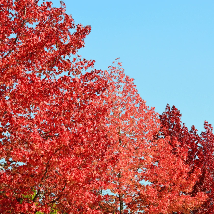 Liquidambar styraciflua Lane Roberts K7,5 - Amerikai ámbrafa
