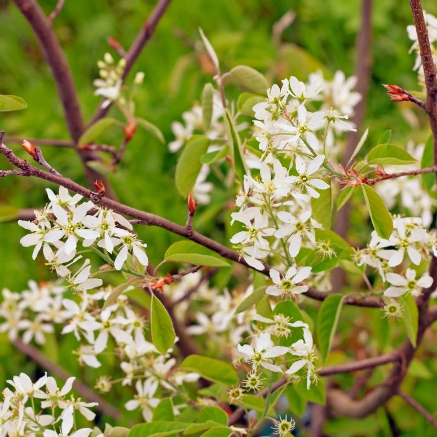 Virágzó kanadai fanyarka ágai.