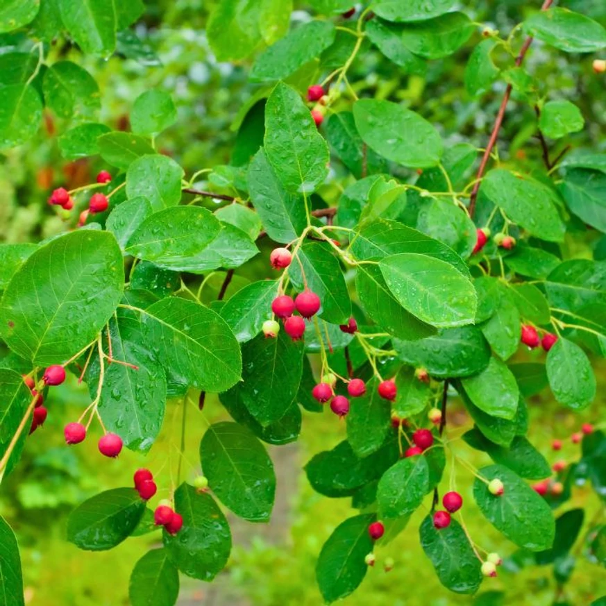 A kanadai fanyarka levelei és piros termései.