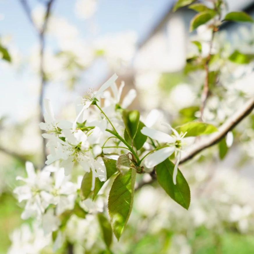 Az oszlopos kanadai fanyarka csodás fehér virágai tavasszal nyílnak.