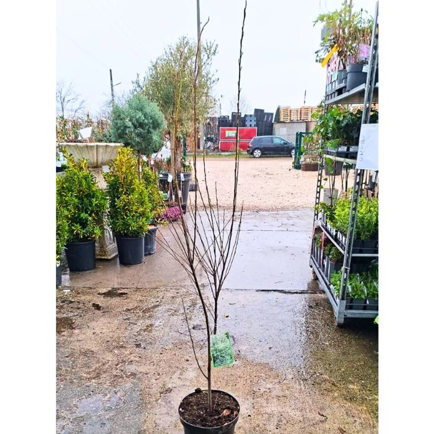 Amelanchier canadensis Rainbow Pillar oszlopos kanadai fanyarka márciusi kinézete telephelyünkön.