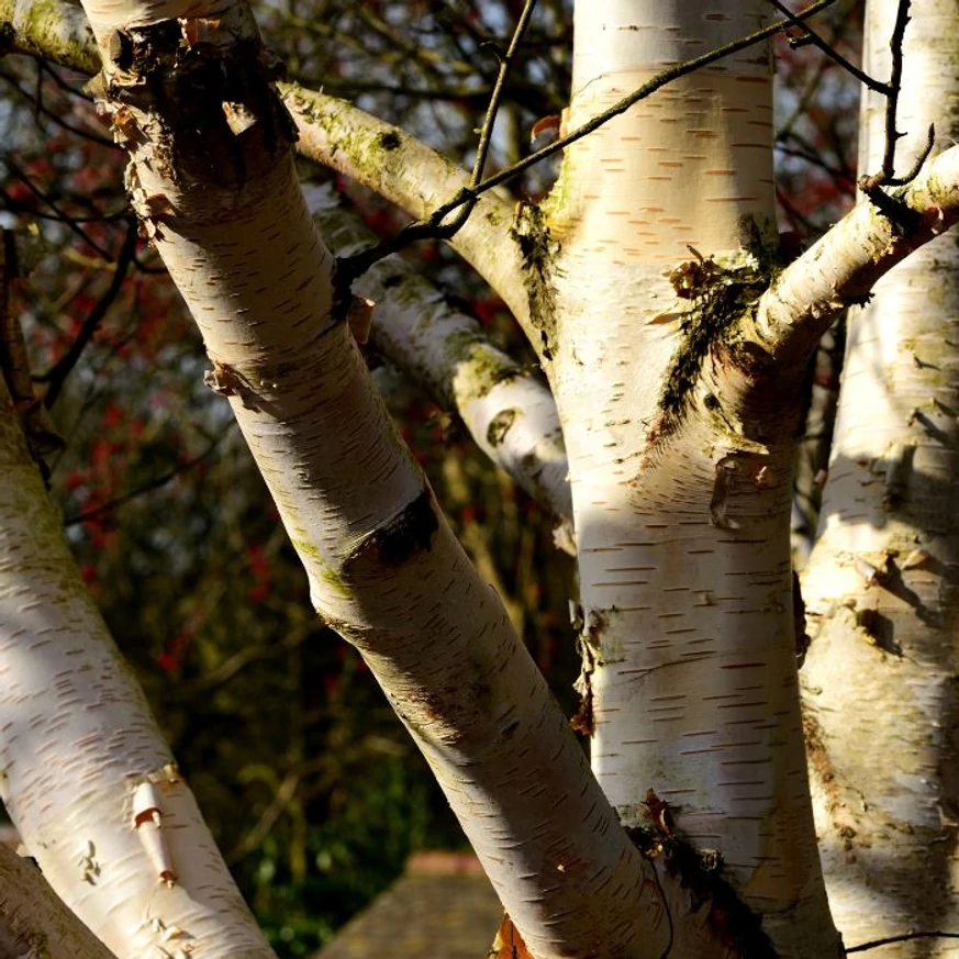 Egész évben díszít a Betula utilis Doorenbos jellegzetes, fehér kérge.