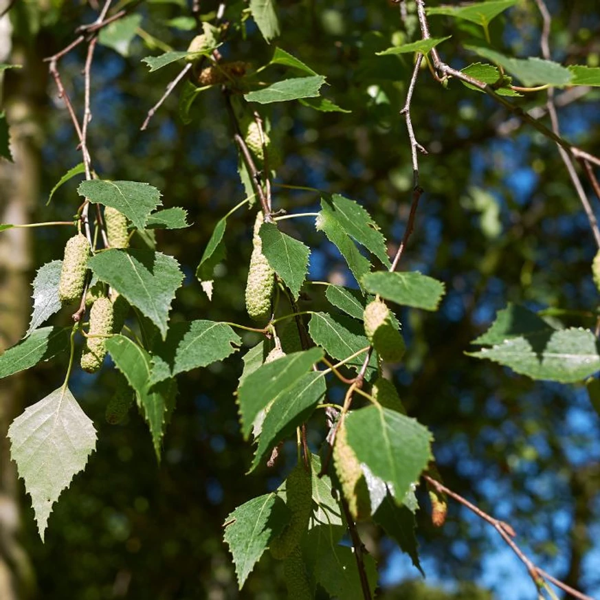 A Betula utilis Doorenbos légies lombozatát alkotó levelek.