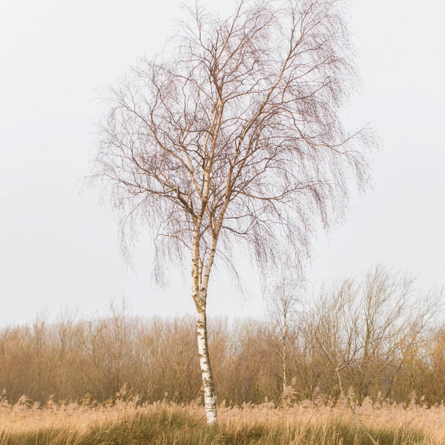 A Betula pendula nyírfa kinézete télen is szép látvány.