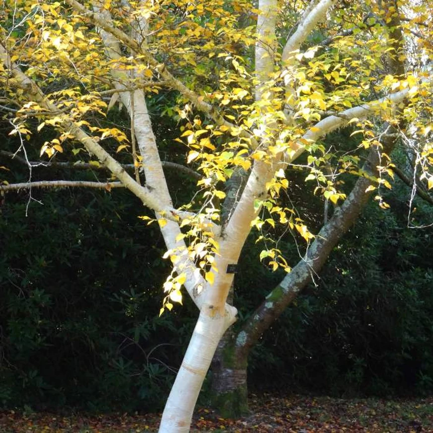 Önállóan ültetett Betula utilis Jacquemontii.