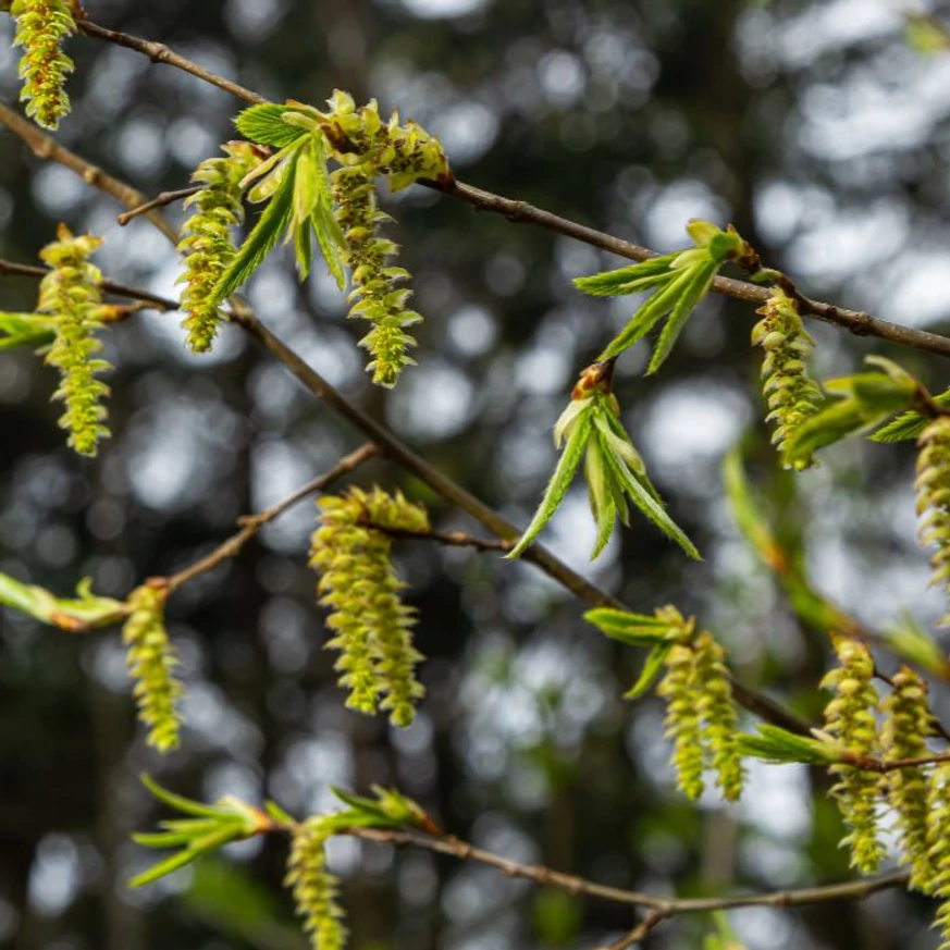 Carpinus betulus barkavirágzatok.