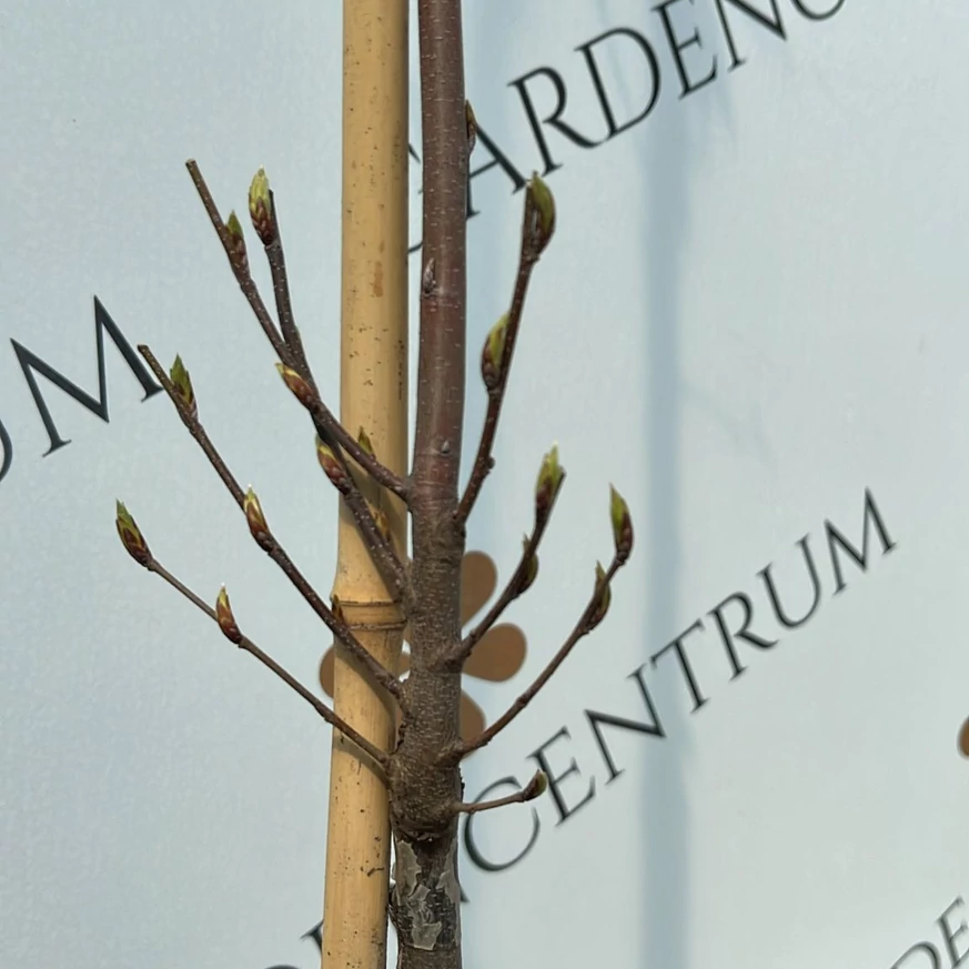Carpinus betulus Fastigiata induló oldalhajtásai tavasszal.