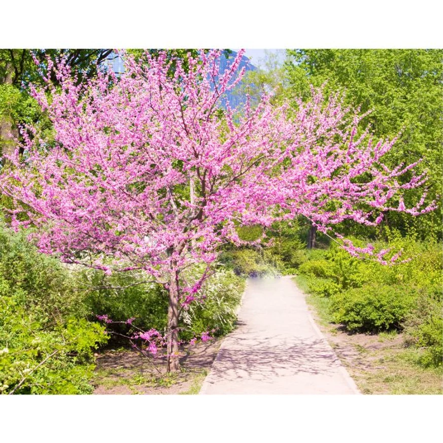 Káprázatos látványt nyújt a virágokkal borított Cercis canadensis fa.